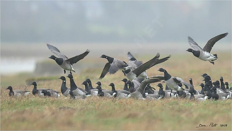 Brant Goose