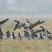 Brant Goose