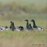 Brant Goose