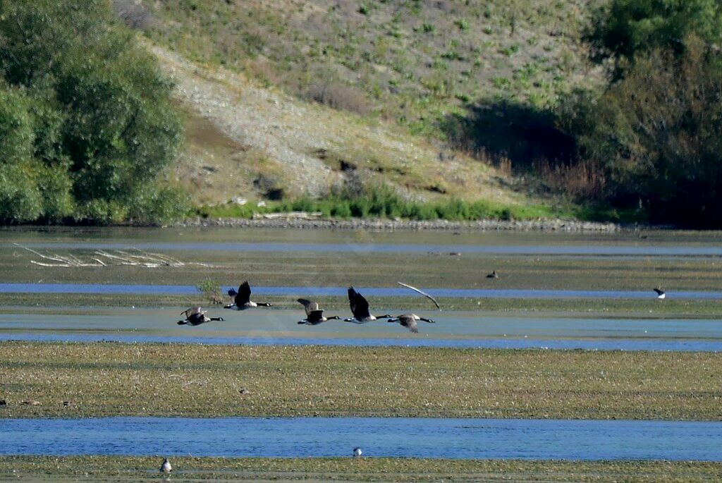 Canada Goose