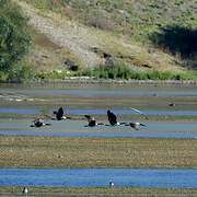 Canada Goose