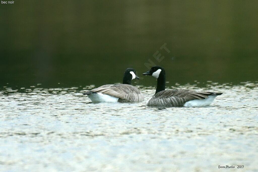 Canada Goose