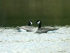 Canada Goose