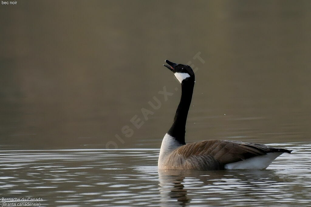 Canada Goose