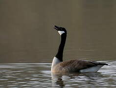 Canada Goose