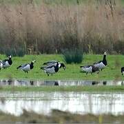 Barnacle Goose