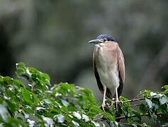 Nankeen Night Heron