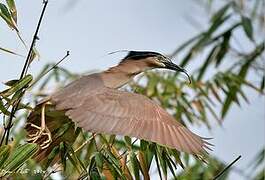 Nankeen Night Heron