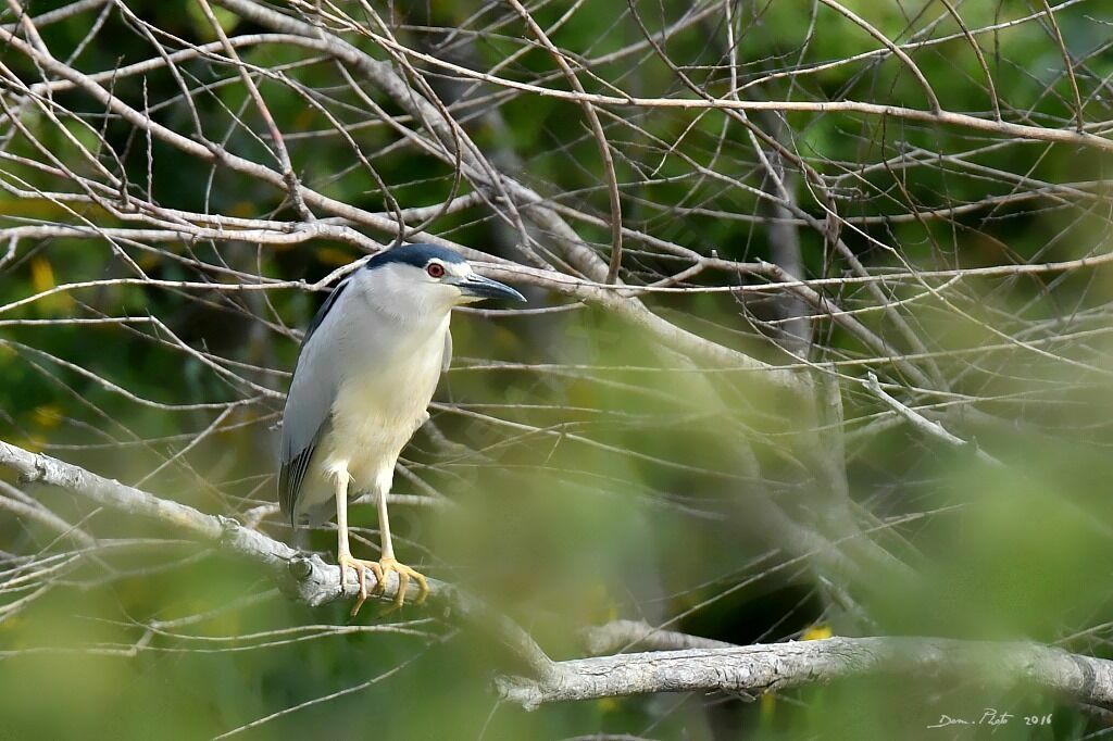 Black-crowned Night Heron