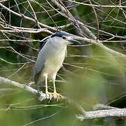 Black-crowned Night Heron