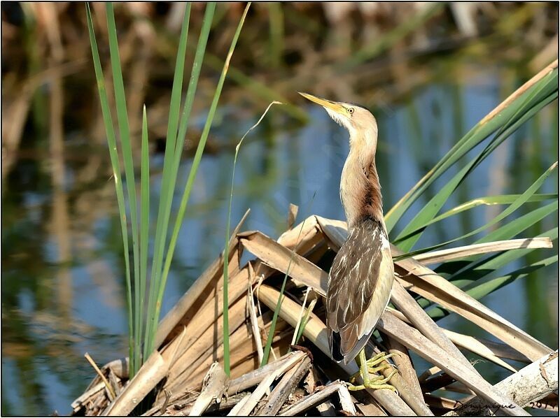 Little Bittern