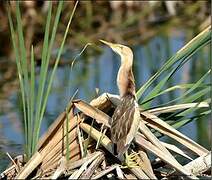 Little Bittern