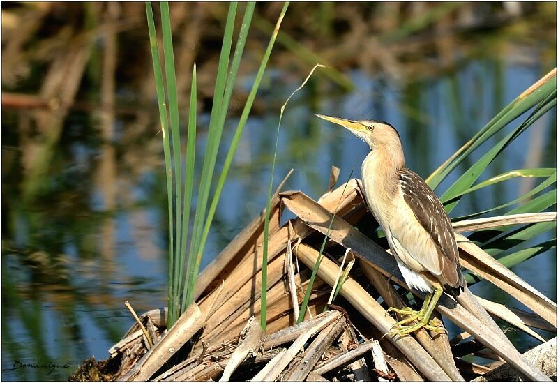 Little Bittern, identification