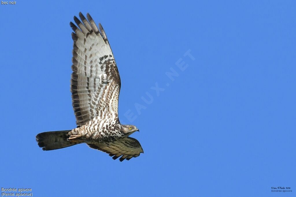 European Honey Buzzard female