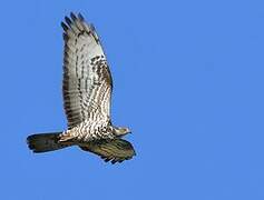 European Honey Buzzard