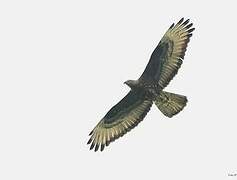 European Honey Buzzard