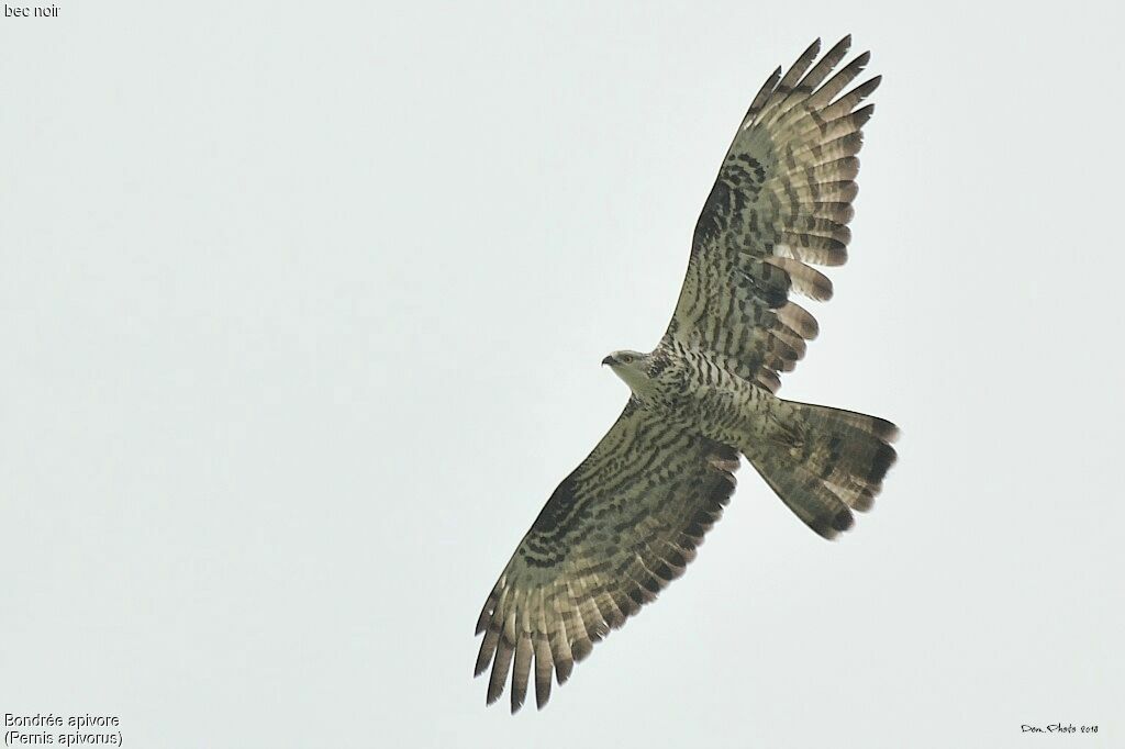 European Honey Buzzard female Second year, Flight, fishing/hunting