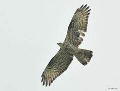 European Honey Buzzard