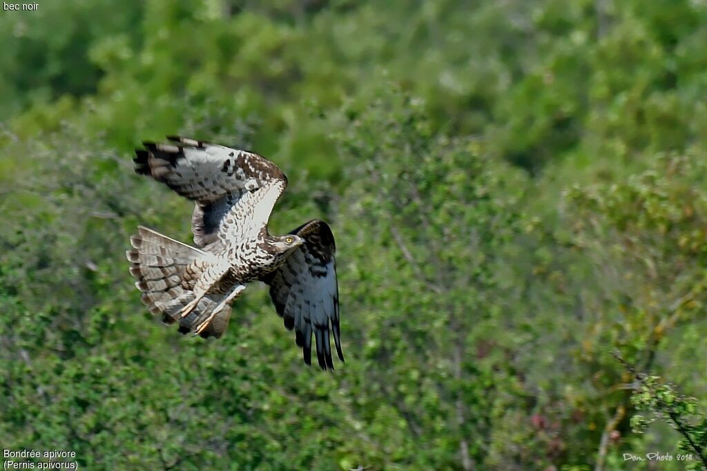 European Honey Buzzard female