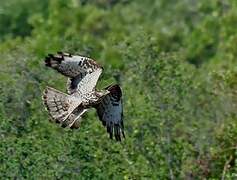 European Honey Buzzard