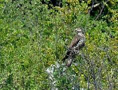 European Honey Buzzard