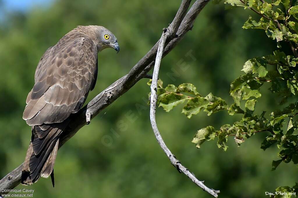 European Honey Buzzard