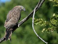 European Honey Buzzard