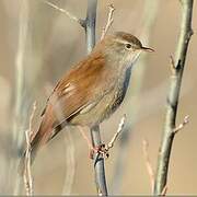 Cetti's Warbler