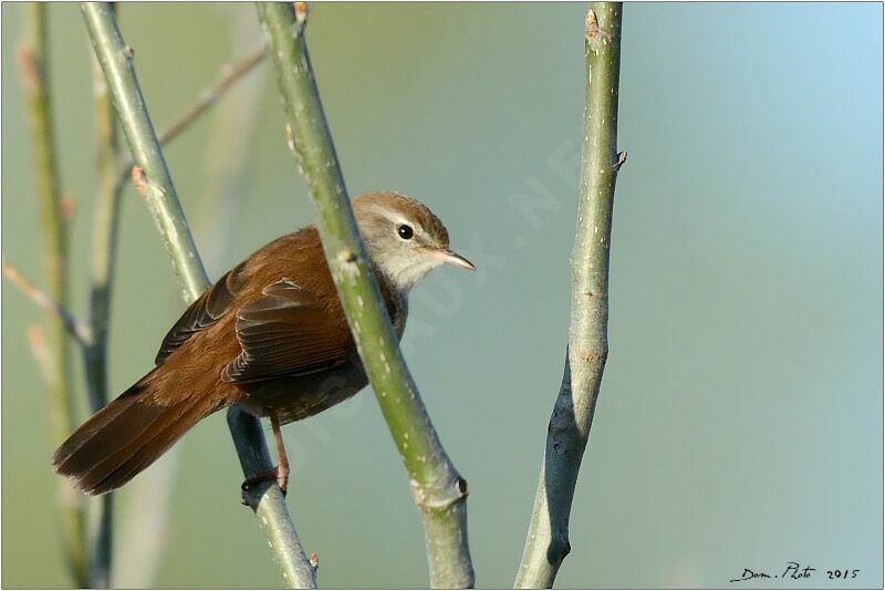 Cetti's Warbler