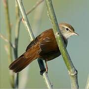 Cetti's Warbler