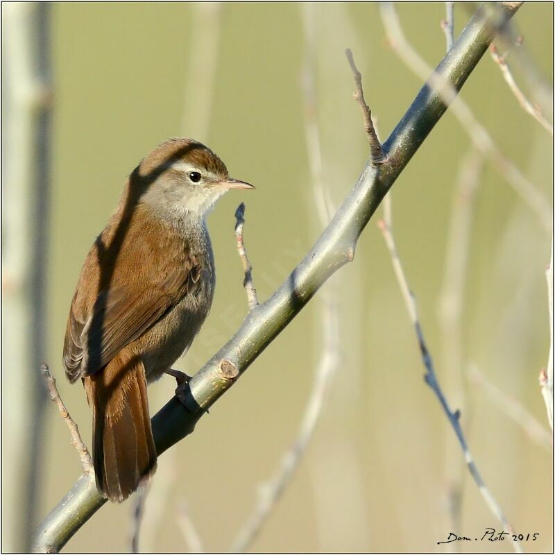 Bouscarle de Cetti