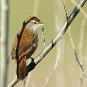 Cetti's Warbler