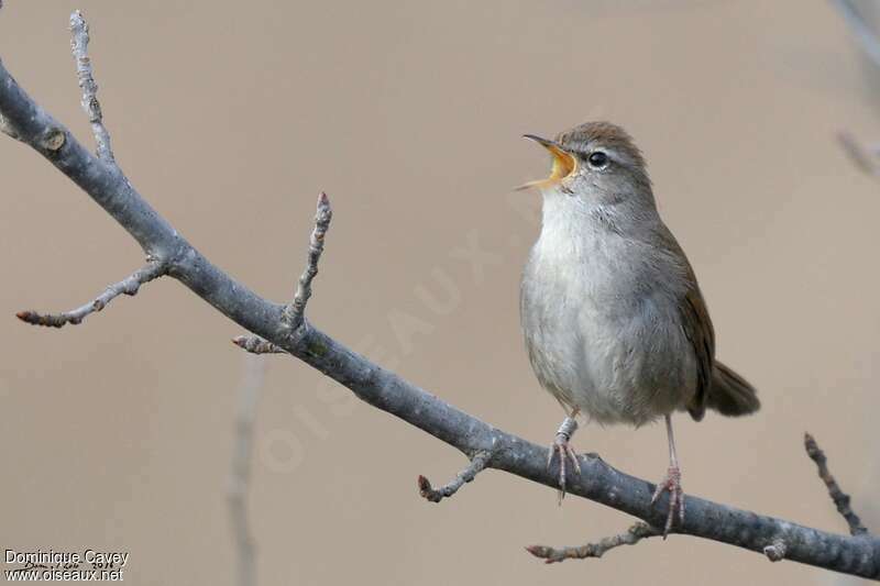 Cetti's Warbler, close-up portrait, song