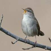 Cetti's Warbler