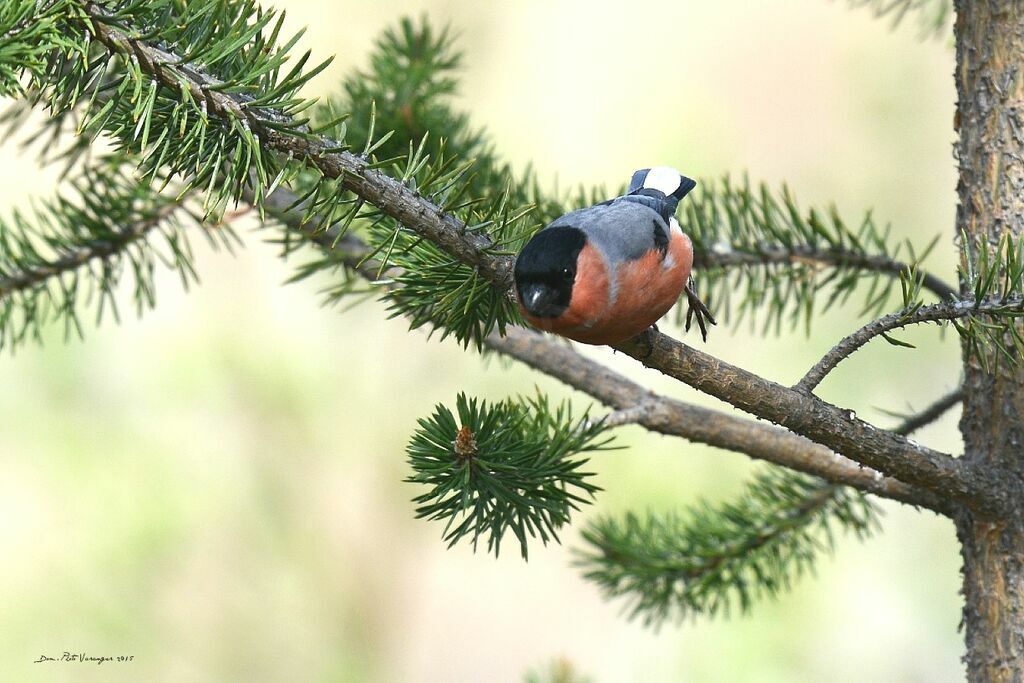 Eurasian Bullfinch