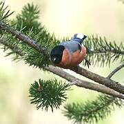 Eurasian Bullfinch