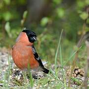 Eurasian Bullfinch