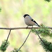 Eurasian Bullfinch