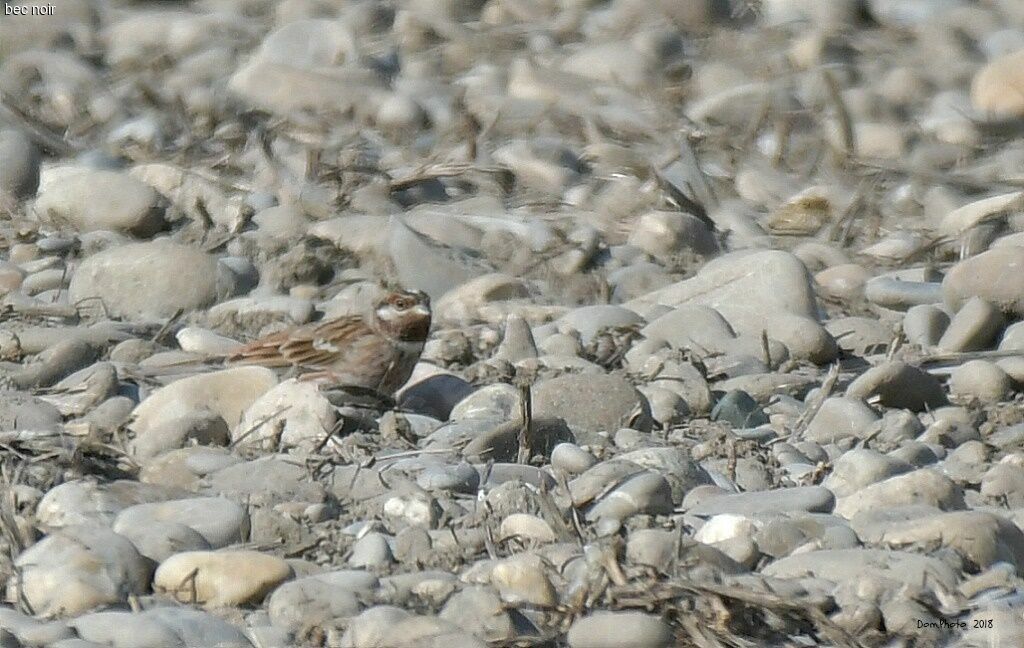 Pine Bunting