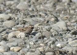 Pine Bunting