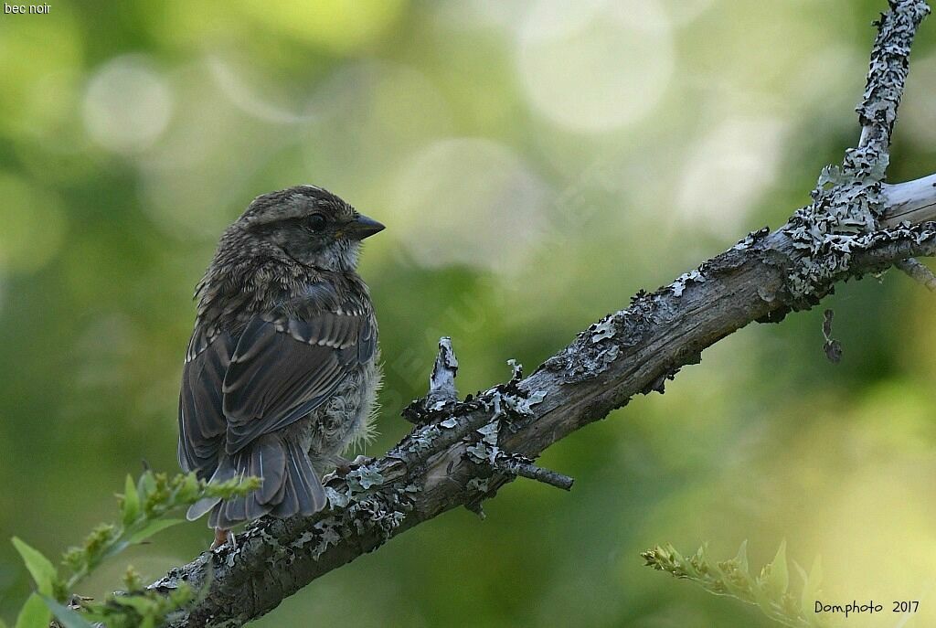 White-throated Sparrow