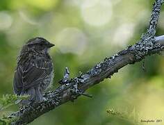 White-throated Sparrow