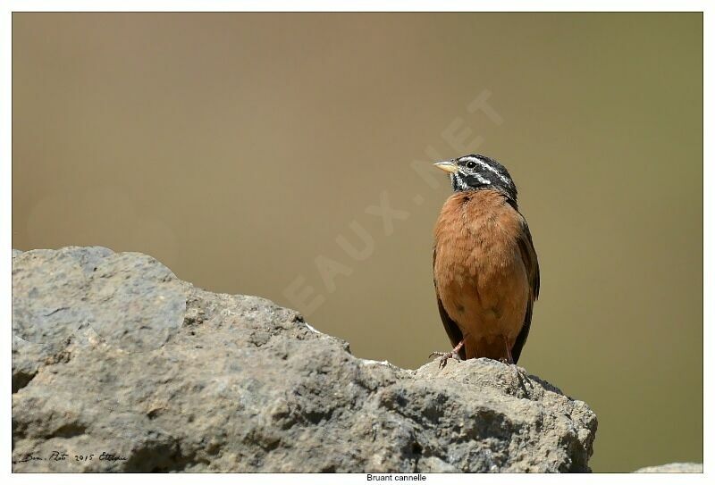 Cinnamon-breasted Bunting