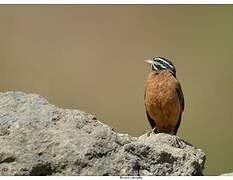 Cinnamon-breasted Bunting