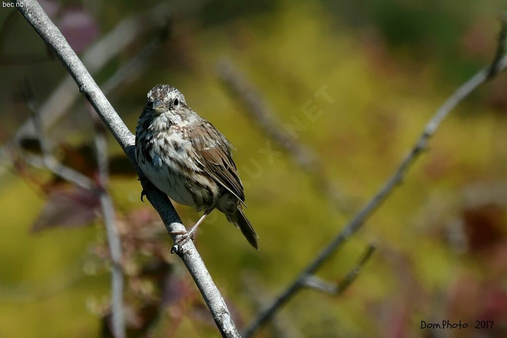 Song Sparrow