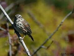 Song Sparrow