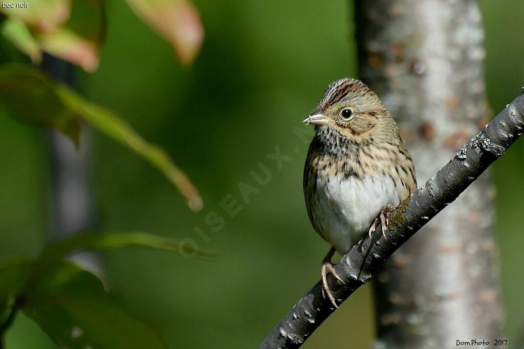 Lincoln's Sparrow