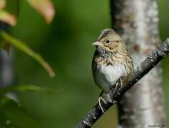 Lincoln's Sparrow