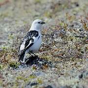 Snow Bunting