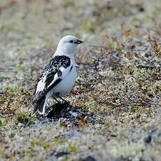 Bruant des neiges